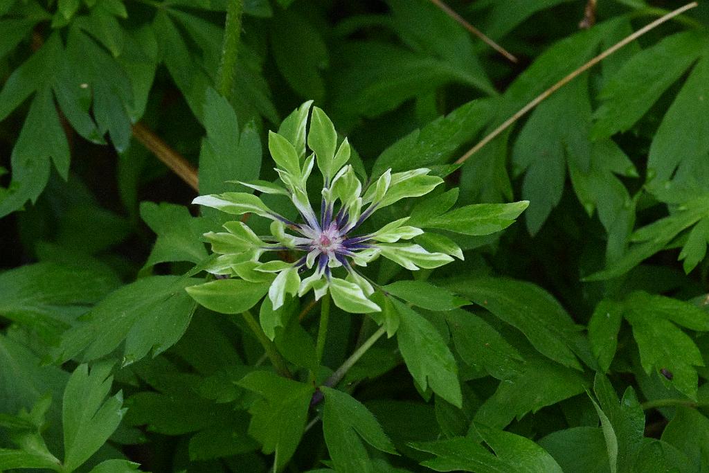 2025-05117962 Ipswitch River Wildlfe Sanctuary,  MA.JPG - Wood Anemone (Anemone nemorosa).  Ipswitch River Wildlife Sanctuary,MA, 5-11-2025